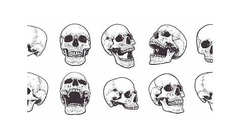 Anatomical Skull Drawing | Free download on ClipArtMag
