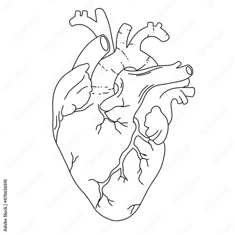 Anatomical Heart Printable