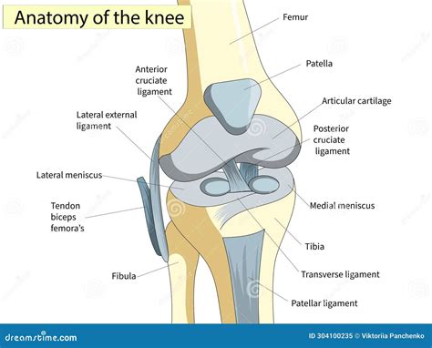 Anatomical Knee