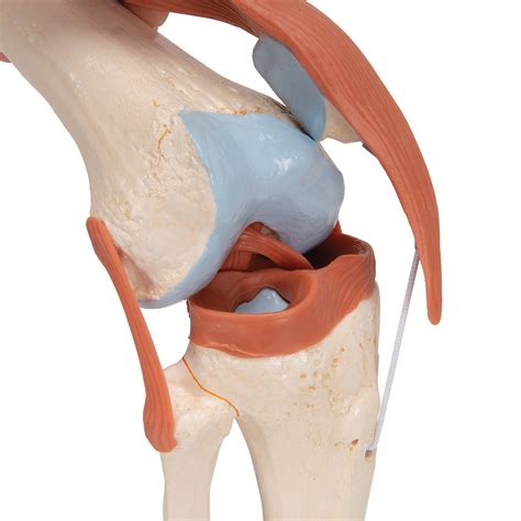 Anatomical Knee Model
