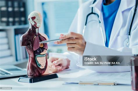 Anatomical Model Simulator