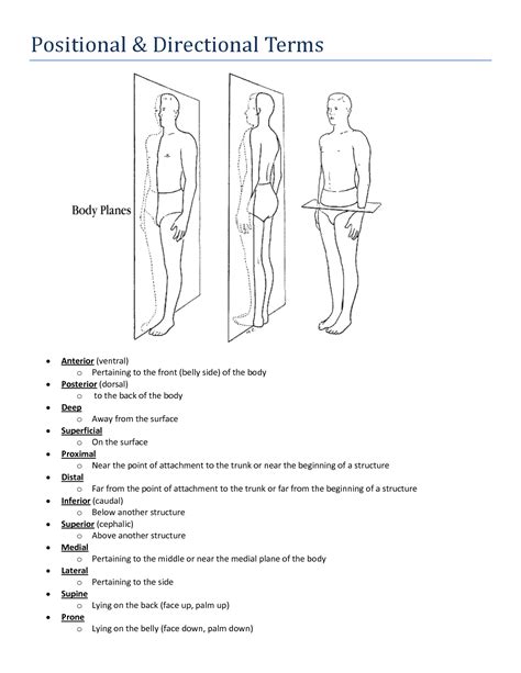 anatomical position and terms of direction worksheet answers