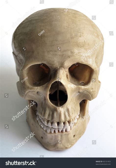 Anatomically Correct Skull Model