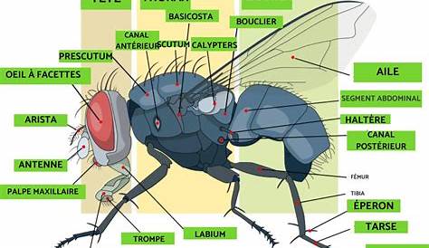 L'anatomie d'une mouche en détail - La Salamandre