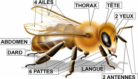 Anatomie de l'abeille (Appis mellifera) | Abeille, Infographie, La vie