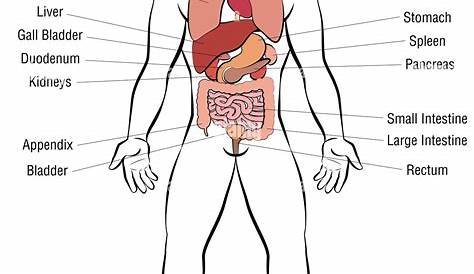 Menschlicher Körper mit Übersicht der inneren Organe: anatomische 3D