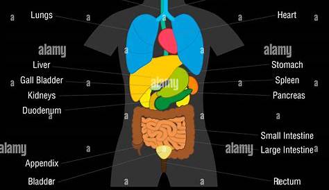 Menschliche Organe Stockfoto und mehr Bilder von Anatomie - Anatomie