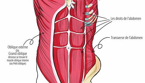 Anatomie Muscle Paroi Abdominale s Larges De La Oblique