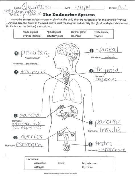 Anatomy 2 Endocrine System Quiz