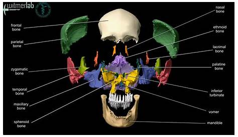 Human Skull: Anatomy And Physiology