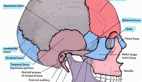 Skull Anatomy Poster | Anatomical Skull Chart