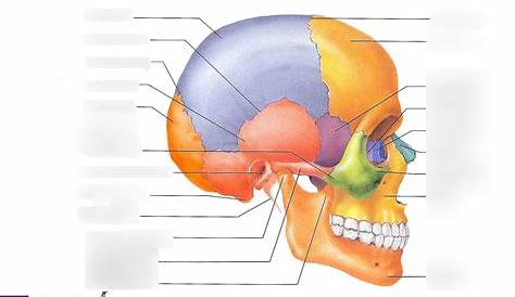 Bones at the base of the skull | GetBodySmart