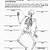 anatomy worksheet for kids