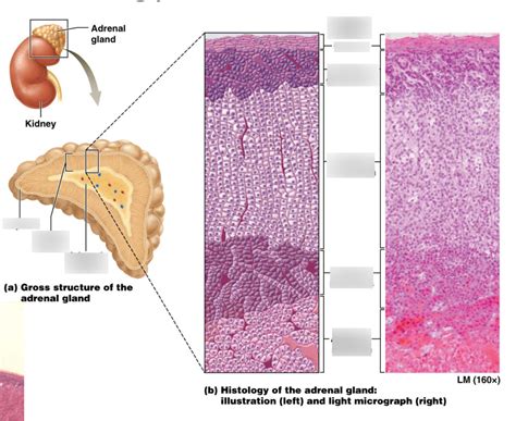 anatomy and histology of the adrenal gland