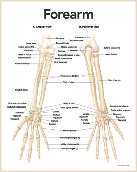 Understanding the Anatomy of Bones in Your Arm: A Comprehensive Guide