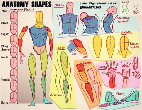Anatomy drawing examples