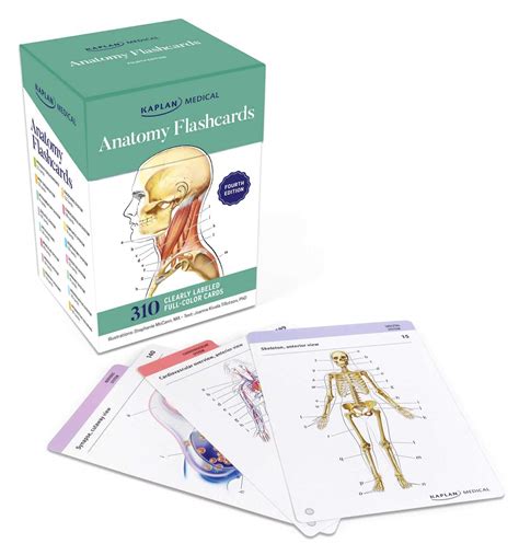 Anatomy Flash Cards Quick Study