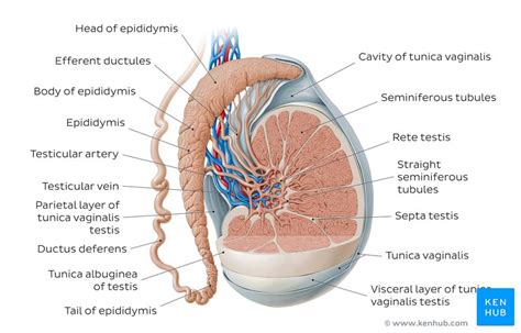 Anatomy Inside Balls