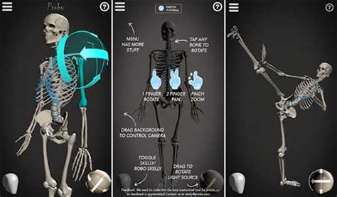 Anatomy Model Apk