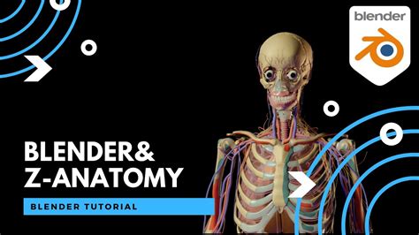 Anatomy Model For Blender