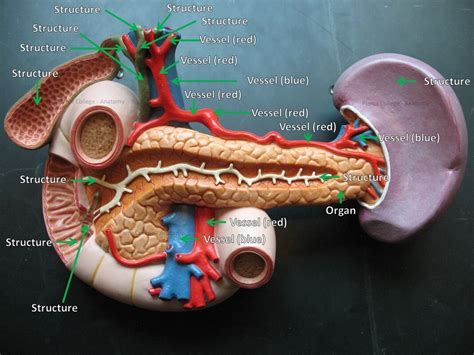 Anatomy Model Labeled