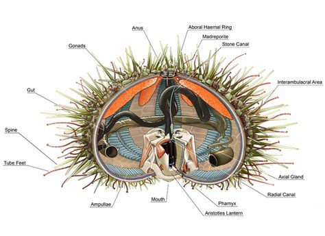 anatomy of a sea urchin