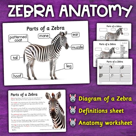 Anatomy Of A Zebra