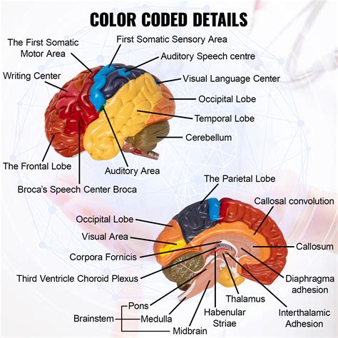 anatomy of brain model