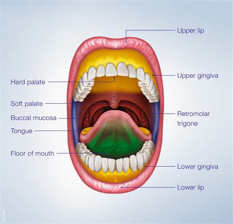 anatomy of oral mucosa