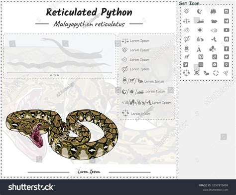 Reticulated Python Anatomy