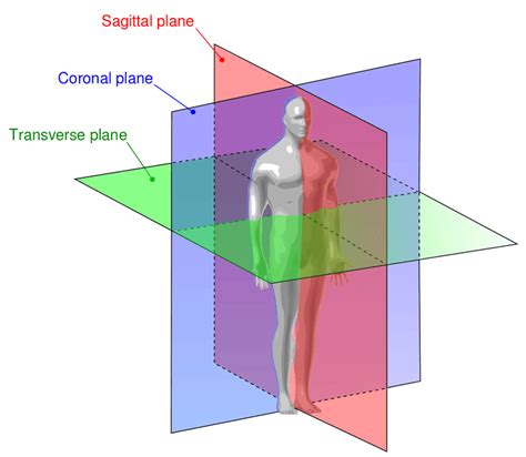 anatomy of the body planes