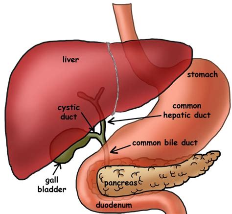 anatomy of the gallbladder and liver pictures