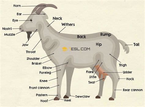 anatomy of the goat