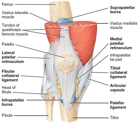 anatomy of the knee ligaments and tendons