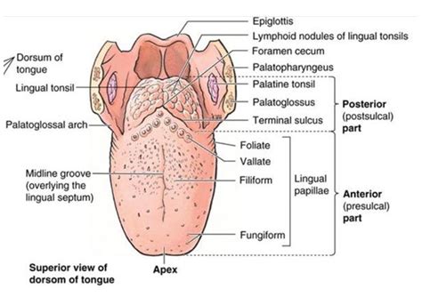 anatomy of the tongue diagram
