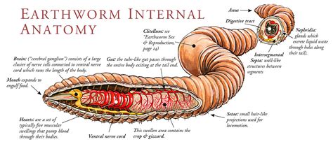 Secrets of Worm Anatomy Unveiled