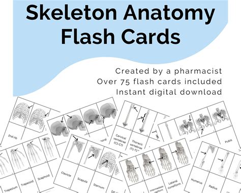 Anatomy Printable Bone Flash Cards