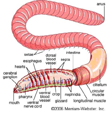 Worm Anatomy Guide
