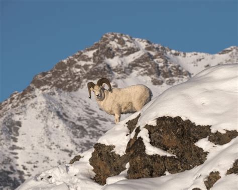 anchorage ram