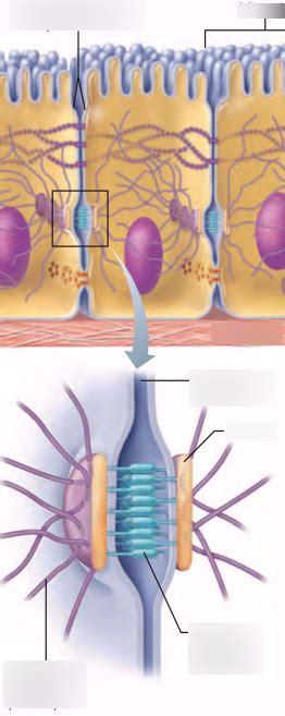 Anchoring Junctions Quizlet
