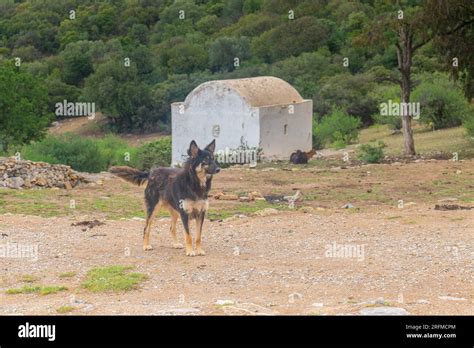 ancient german shepherd