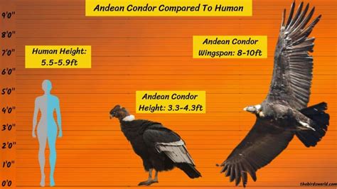 andean condor compared to human