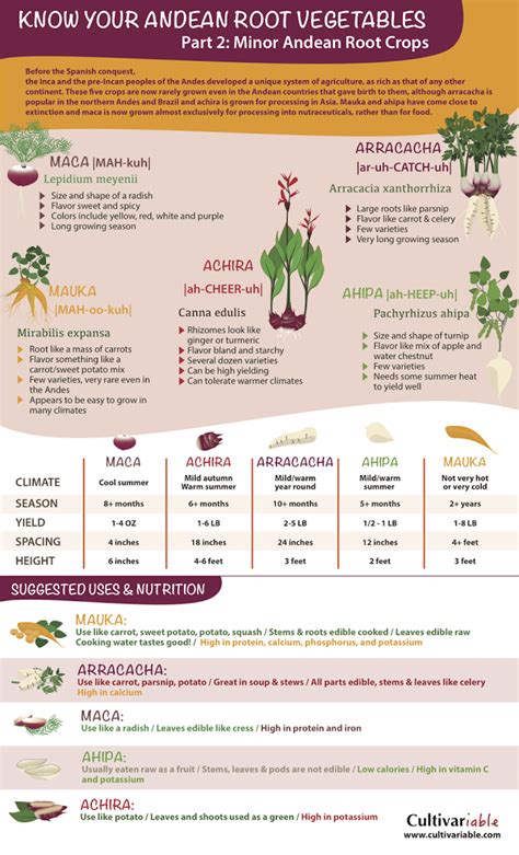 Andean Root Vegetables