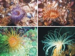 Anemone Etymology
