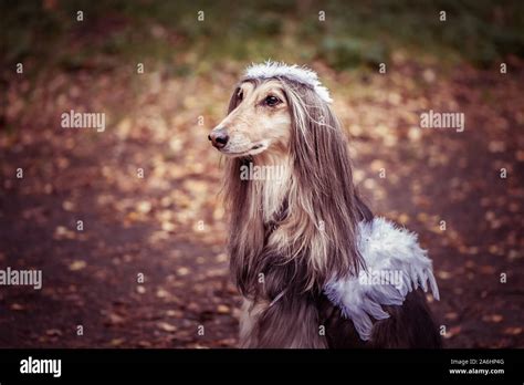 Petit Chien Avec Des Ailes D
