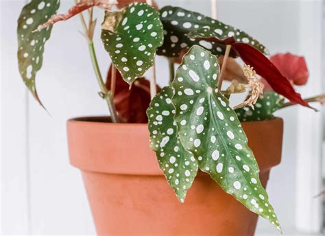 Primrue Cacti are a vital part of their environment and are an