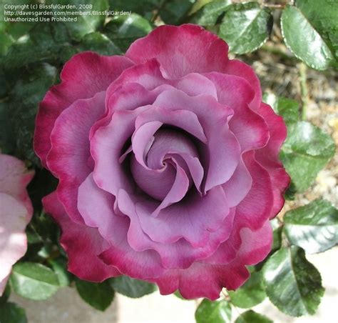 Angel Face Rose: Rare Beauty Unveiled