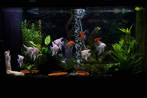 angel fish aquarium set up