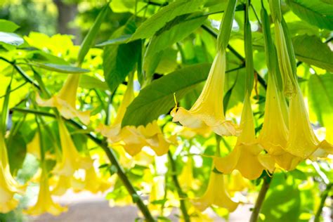 angel trumpet flower plant