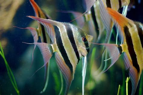 Angelfish As Pets